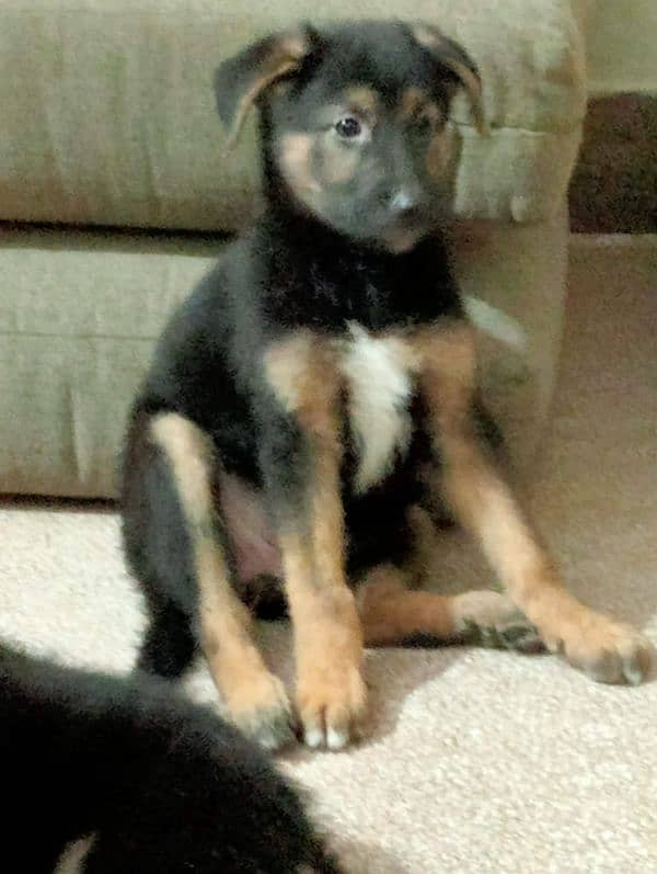 3month puppy longcot 0