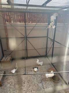 Laka kabootar white pair sale