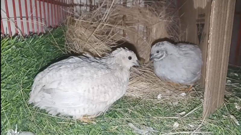 Button Quails 1