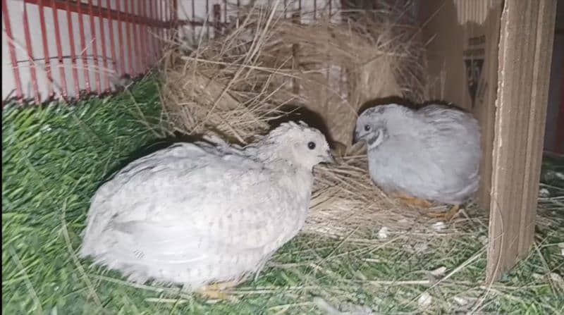 Button Quails 2