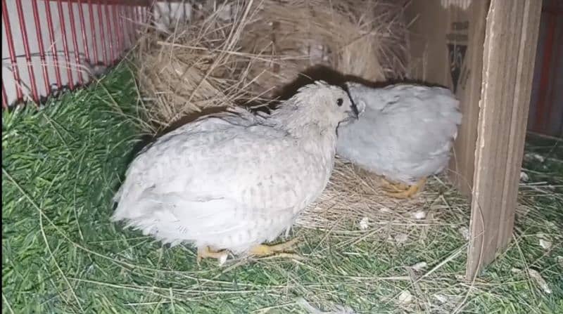 Button Quails 4