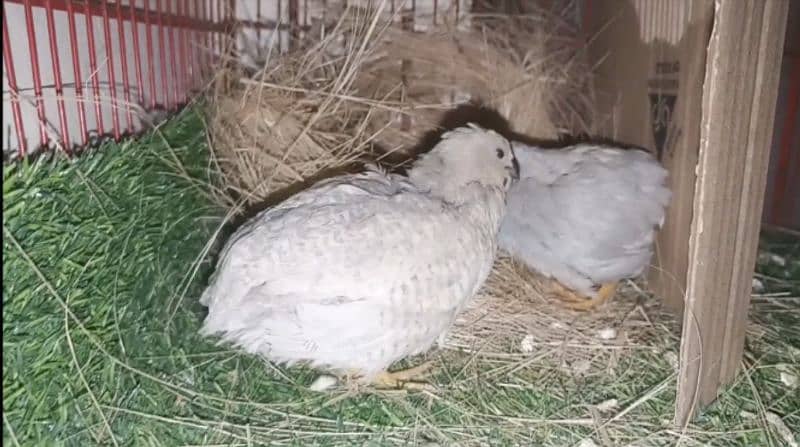 Button Quails 5