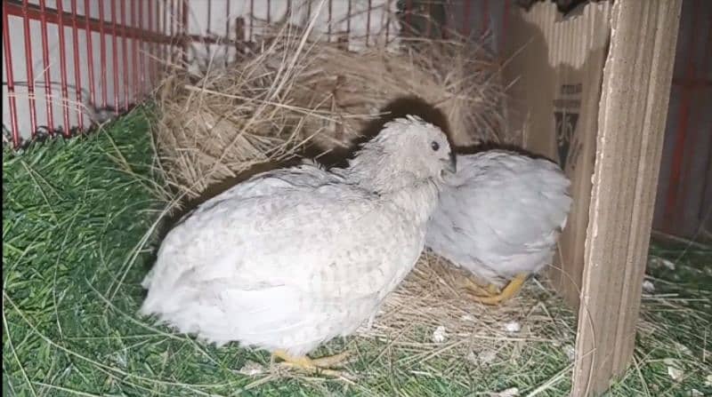 Button Quails 6