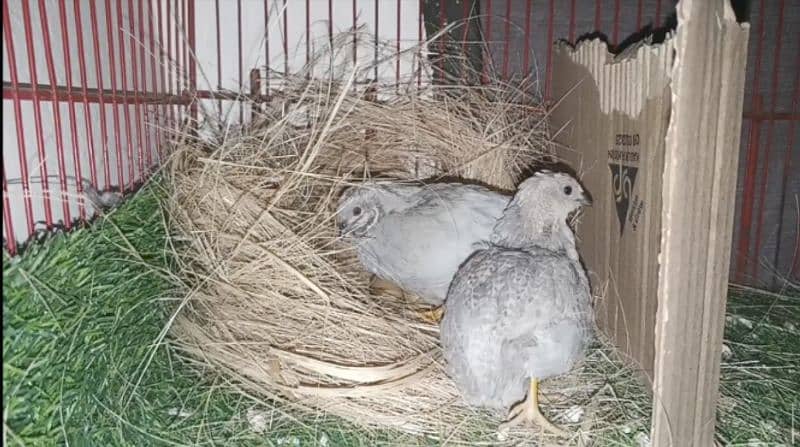 Button Quails 7