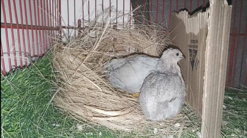 Button Quails 8