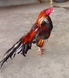 Old blood line murgh  for sale