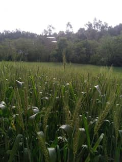 Gandam for sale
