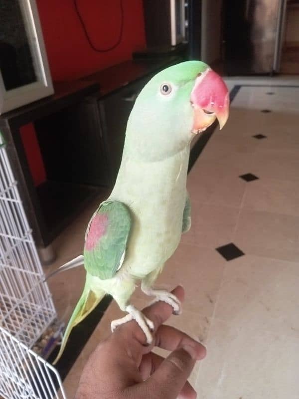 parrot 0