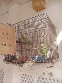 parrot
