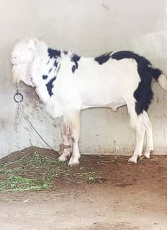 Bakra For Sale