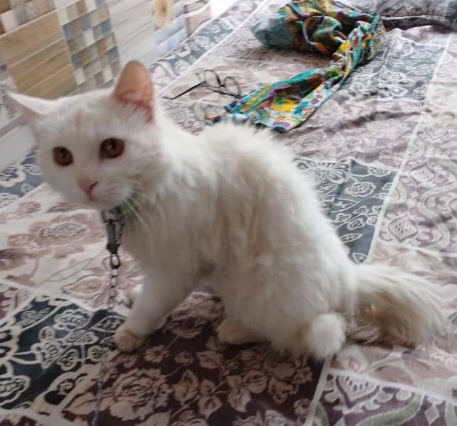 persion Cat for sell 0