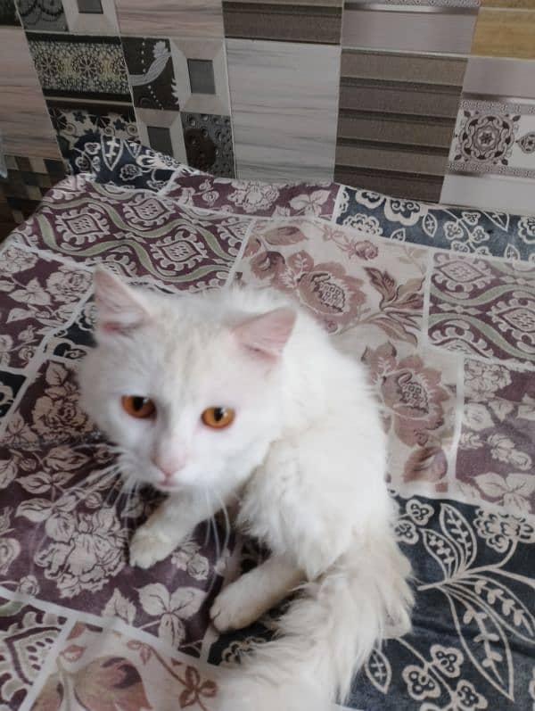 persion Cat for sell 1