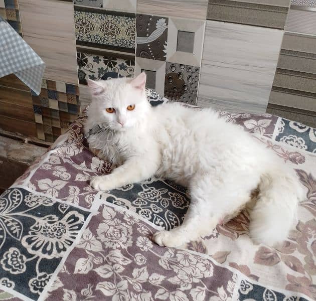 persion Cat for sell 2