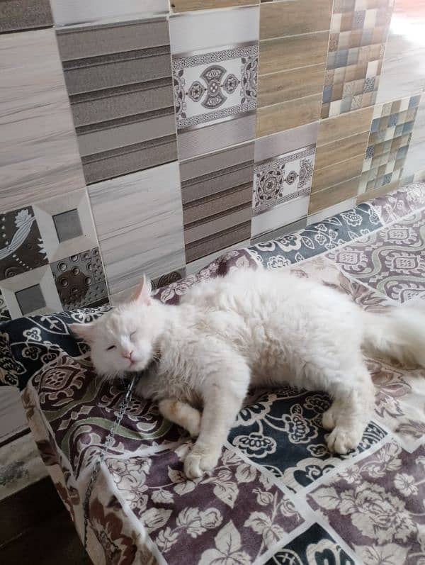 persion Cat for sell 3