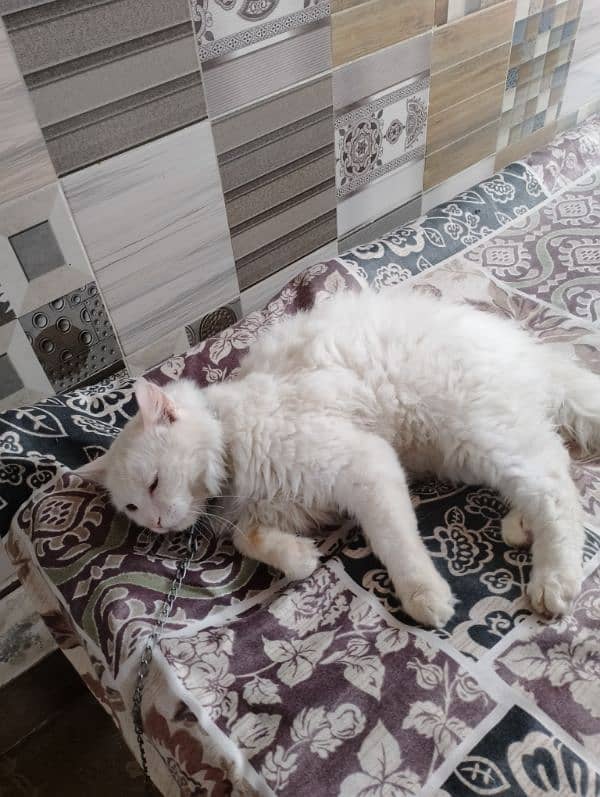 persion Cat for sell 4