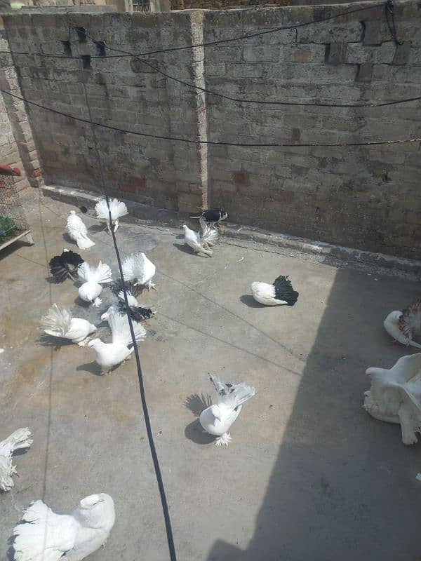 Indian lakay r black tail yalow tail 0