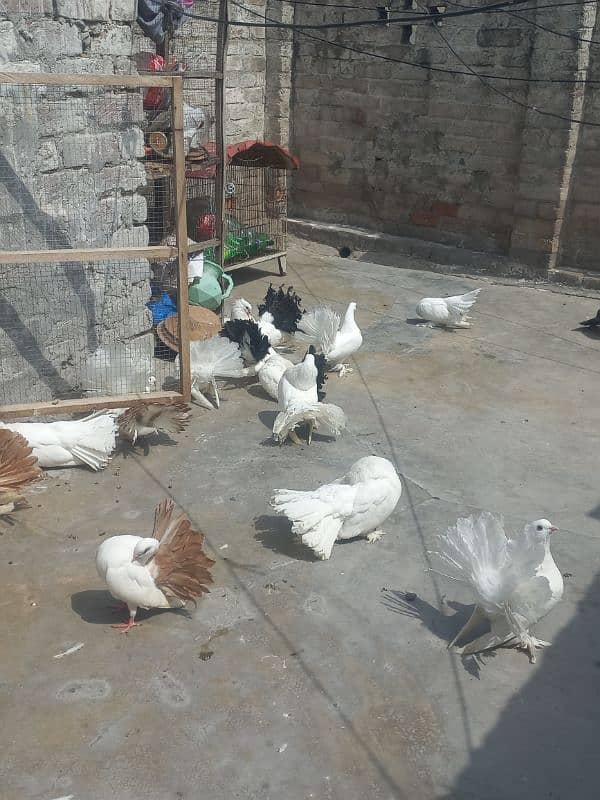 Indian lakay r black tail yalow tail 1