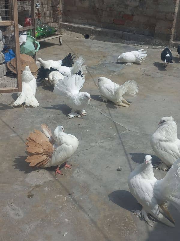 Indian lakay r black tail yalow tail 2
