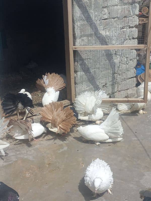 Indian lakay r black tail yalow tail 6