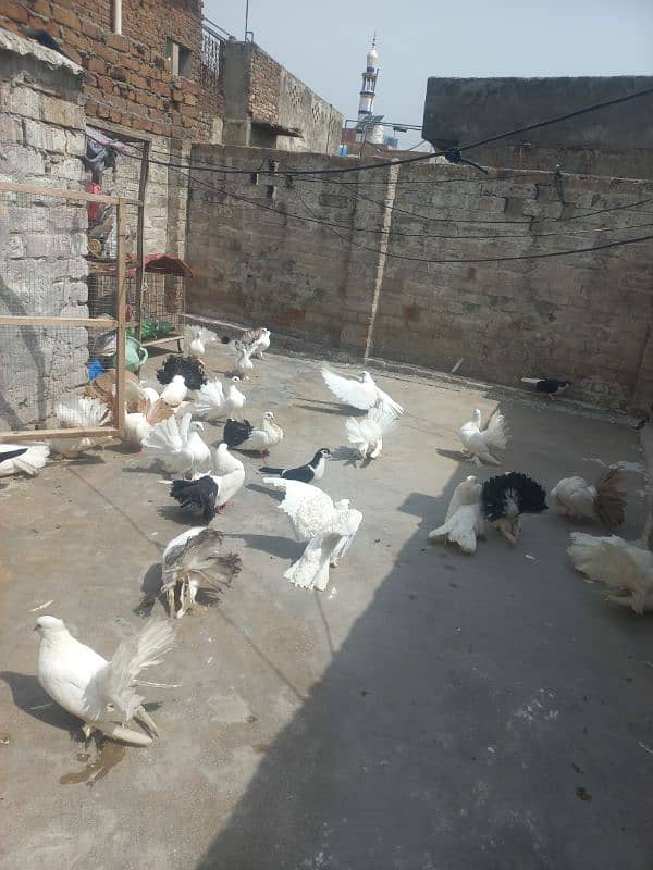 Indian lakay r black tail yalow tail 12