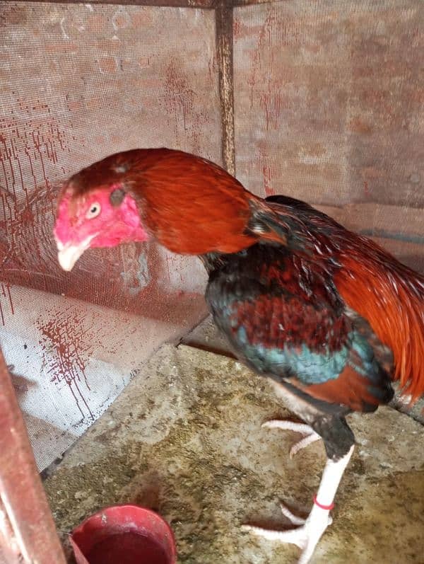 aseel hen 0
