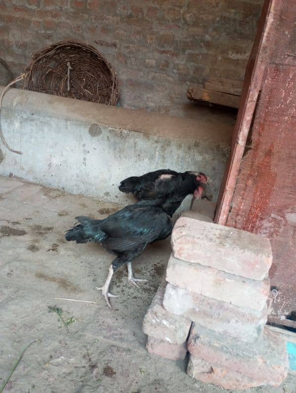 aseel hen 4
