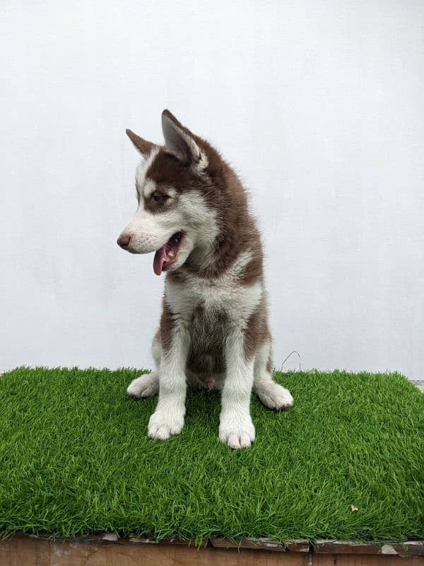 Siberian husky double coat male puppy for sale 0