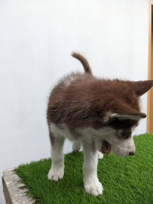 Siberian husky double coat male puppy for sale 3
