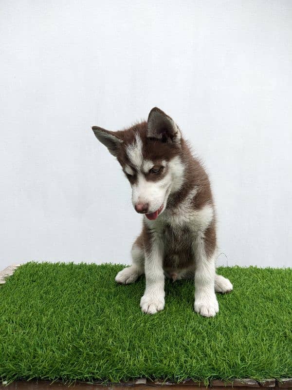 Siberian husky double coat male puppy for sale 5