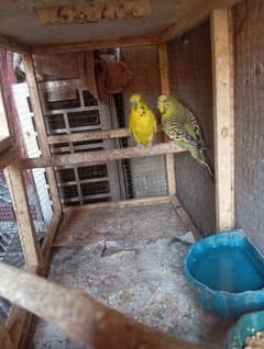 TCB budgies