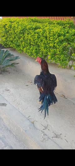 Aseel chicks
