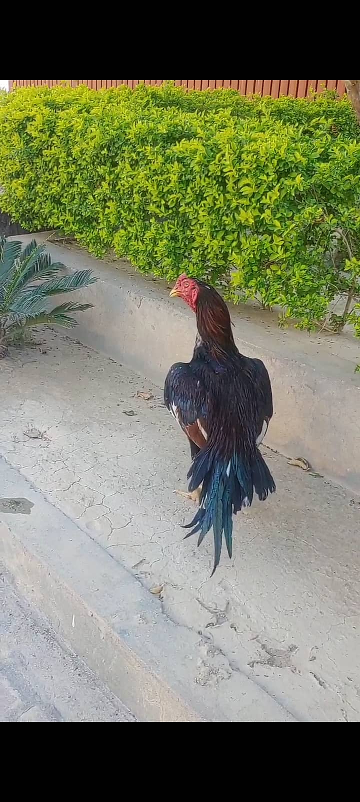 Aseel chicks 0