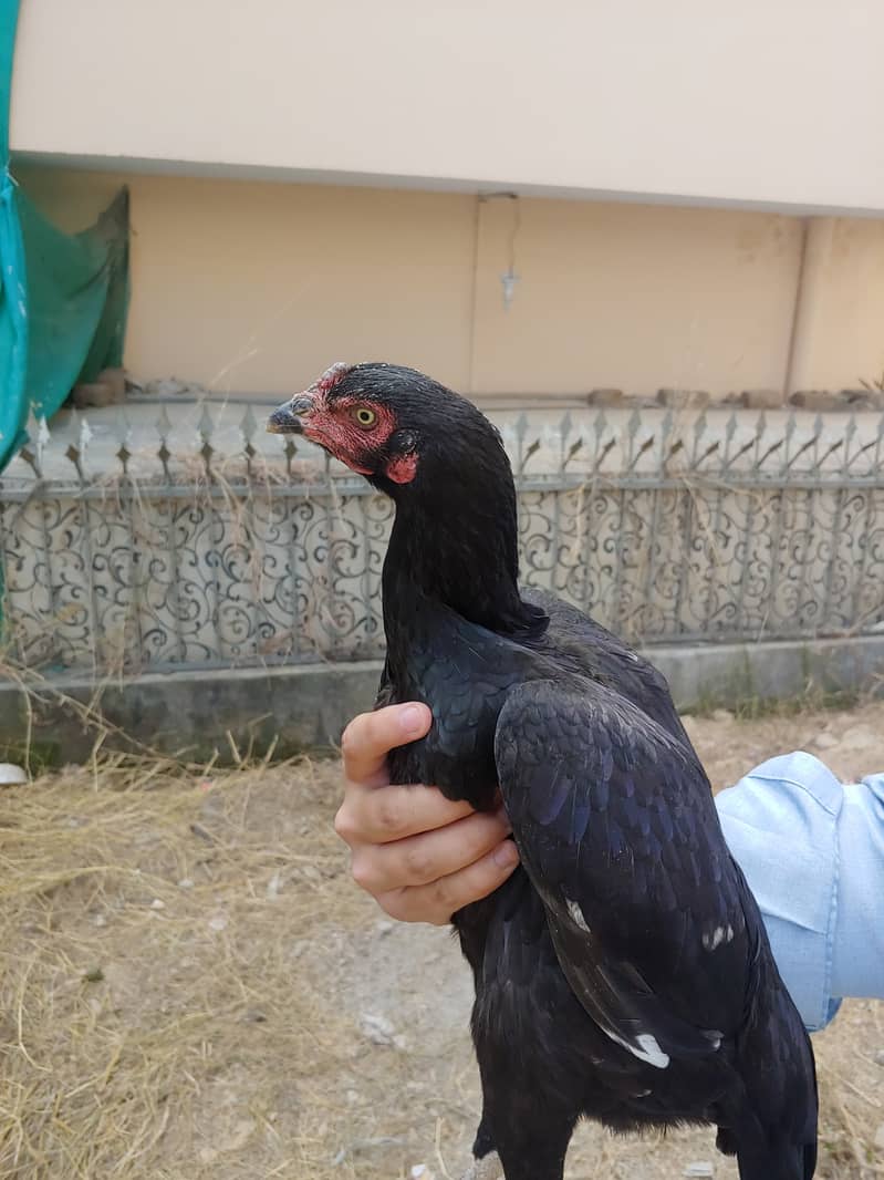 Aseel chicks 2