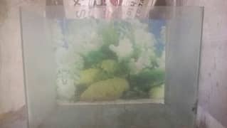big size aquarium
