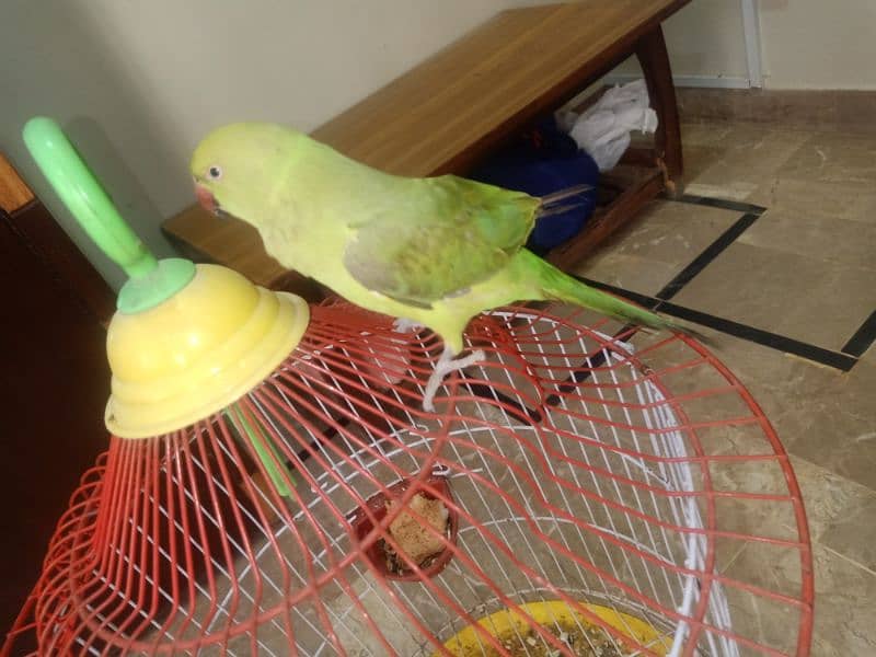 Green Parrot 0