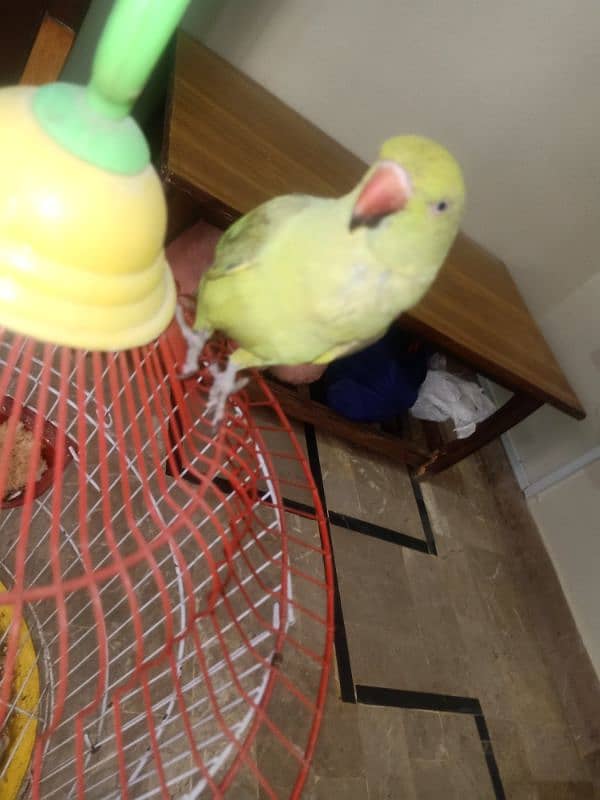 Green Parrot 1