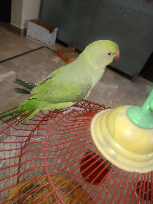 Green Parrot 2