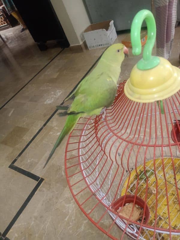 Green Parrot 3