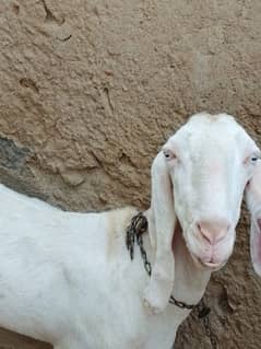 نسلی
