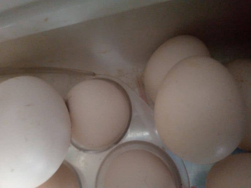 pure Desi or aseel eggs in low price 1
