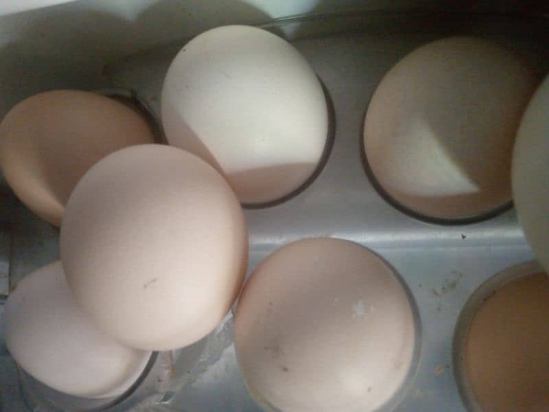 pure Desi or aseel eggs in low price 2