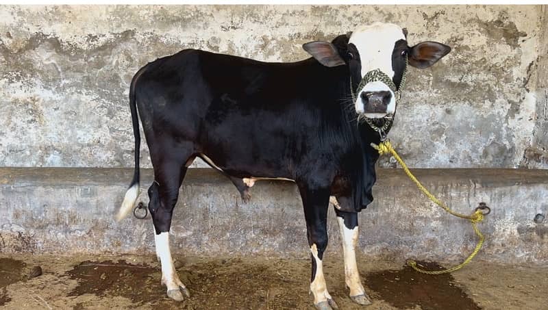 Top Quality Bulls for Sale  – Perfect for Qurbani 0
