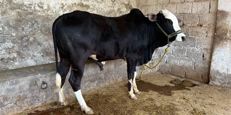 Top Quality Bulls for Sale  – Perfect for Qurbani 1
