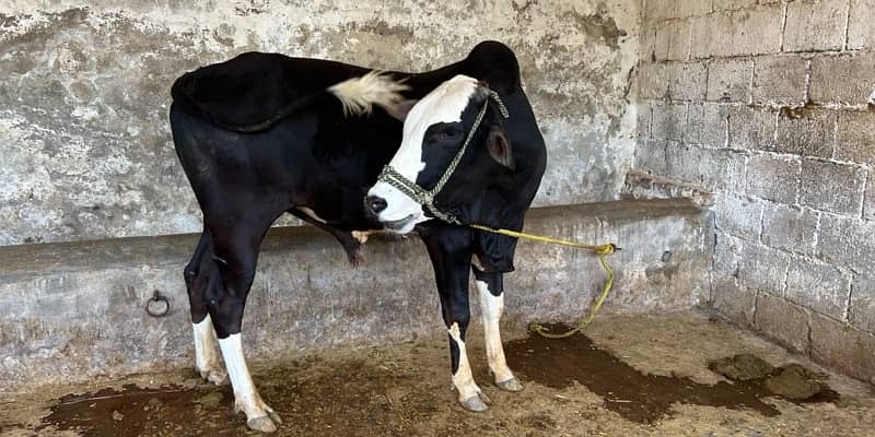 Top Quality Bulls for Sale  – Perfect for Qurbani 2