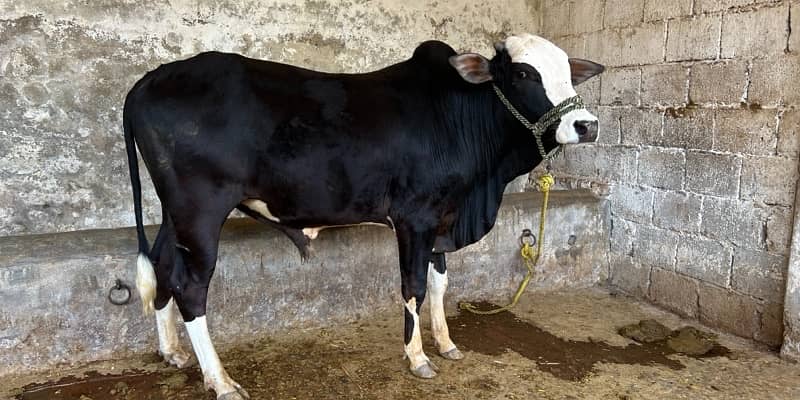 Top Quality Bulls for Sale  – Perfect for Qurbani 3
