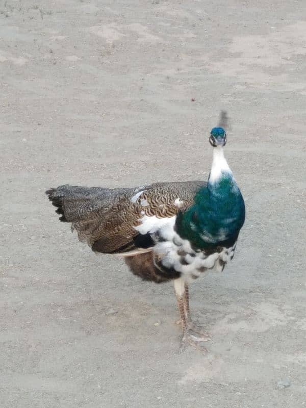 Peacock For Sale 1