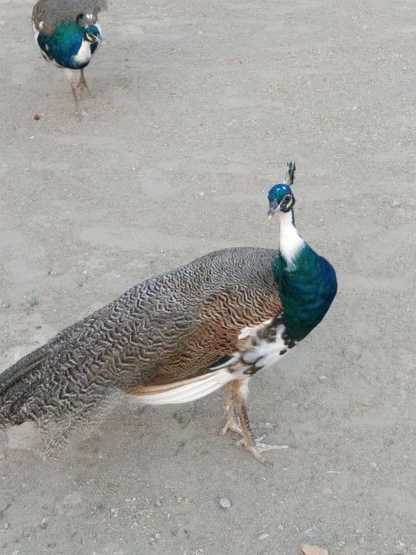 Peacock For Sale 3