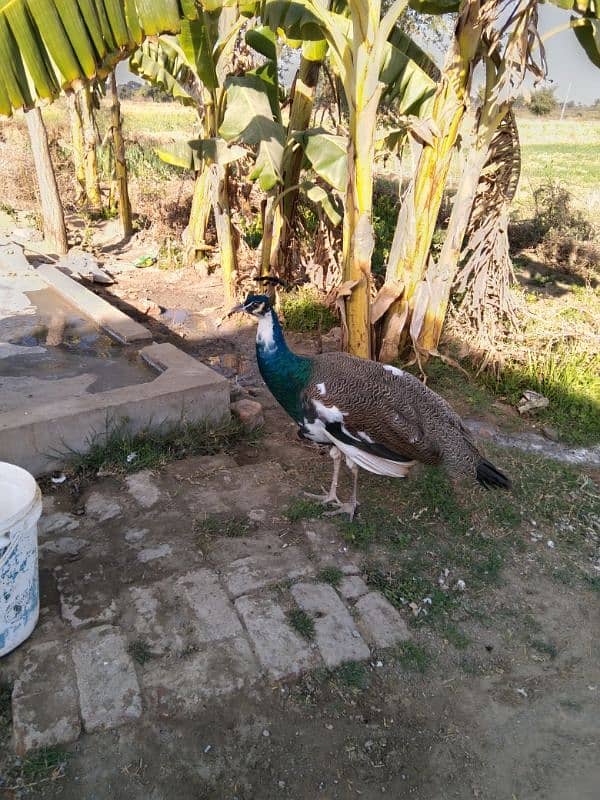 Peacock For Sale 0