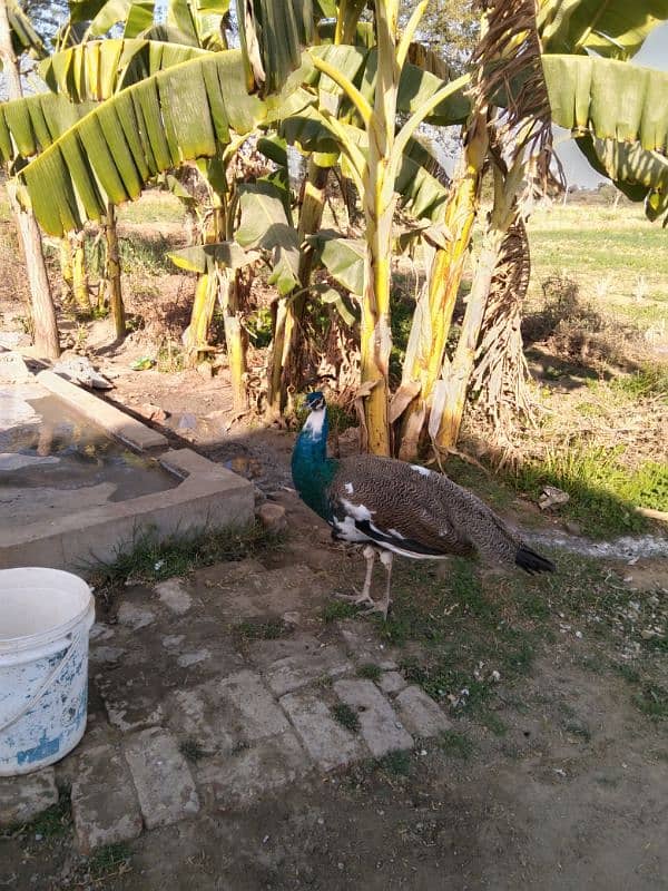 Peacock For Sale 4