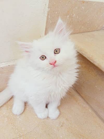 Persian Kitten